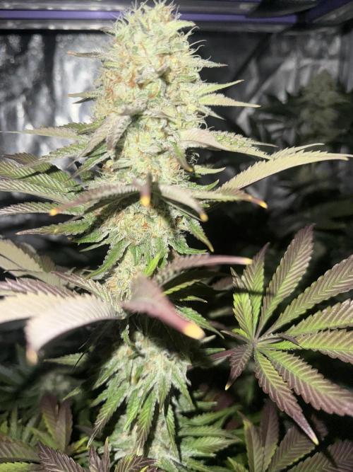 Seguimiento Royal Queen Seeds y Plagron. Week 10 - Isla Mirage