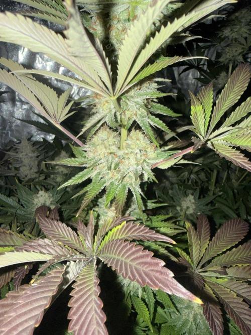 Seguimiento Royal Queen Seeds y Plagron. Week 10 - Isla Mirage