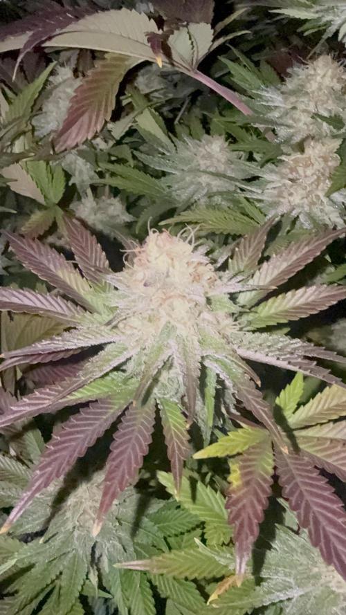 Seguimiento Royal Queen Seeds y Plagron. Week 10 - Isla Mirage
