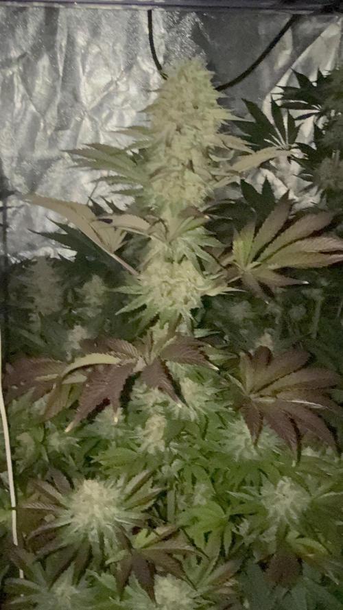 Seguimiento Royal Queen Seeds y Plagron. Week 10 - Isla Mirage