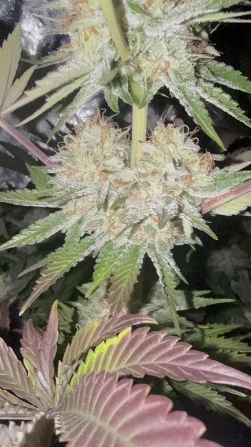 Seguimiento Royal Queen Seeds y Plagron. Week 10 - Isla Mirage