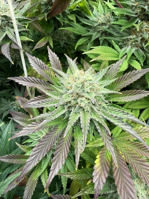 Seguimiento Royal Queen Seeds y Plagron. Week 10 - Isla Mirage