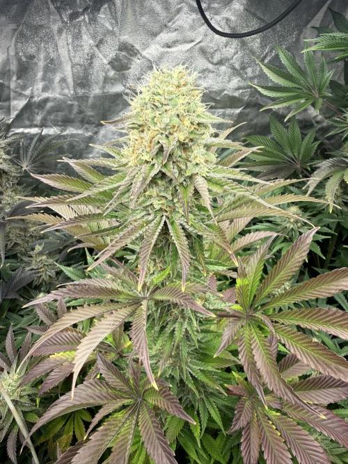 Seguimiento Royal Queen Seeds y Plagron. Week 10 - Isla Mirage
