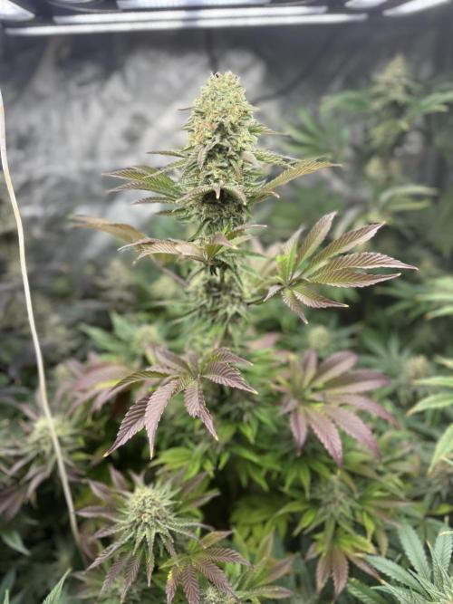 Seguimiento Royal Queen Seeds y Plagron. Week 11 - Isla Mirage