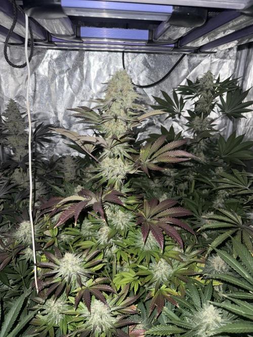 Seguimiento Royal Queen Seeds y Plagron. Week 11 - Isla Mirage