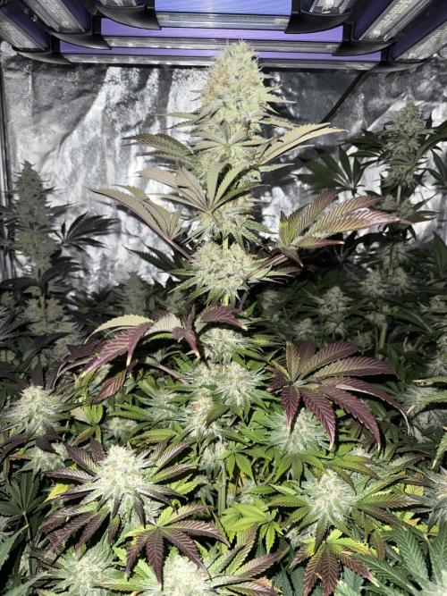 Seguimiento Royal Queen Seeds y Plagron. Week 11 - Isla Mirage