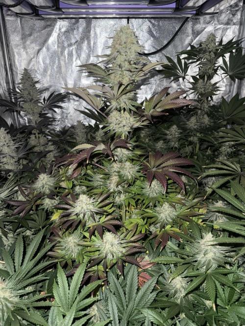 Seguimiento Royal Queen Seeds y Plagron. Week 11 - Isla Mirage