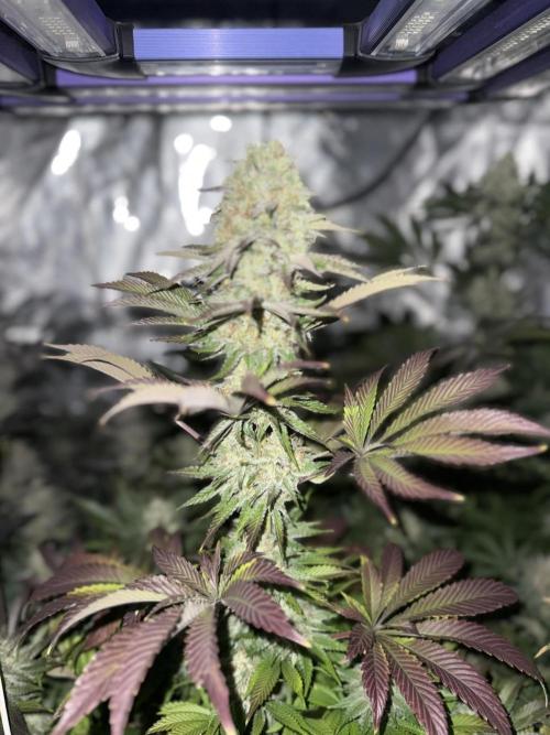 Seguimiento Royal Queen Seeds y Plagron. Week 11 - Isla Mirage