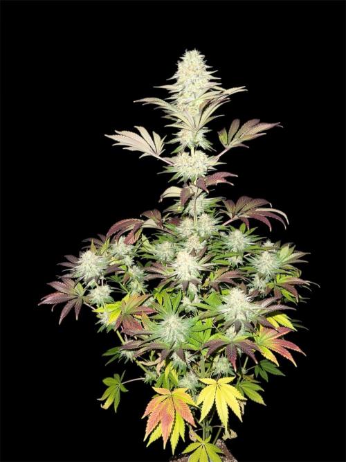 Seguimiento Royal Queen Seeds y Plagron. Week 11 - Isla Mirage