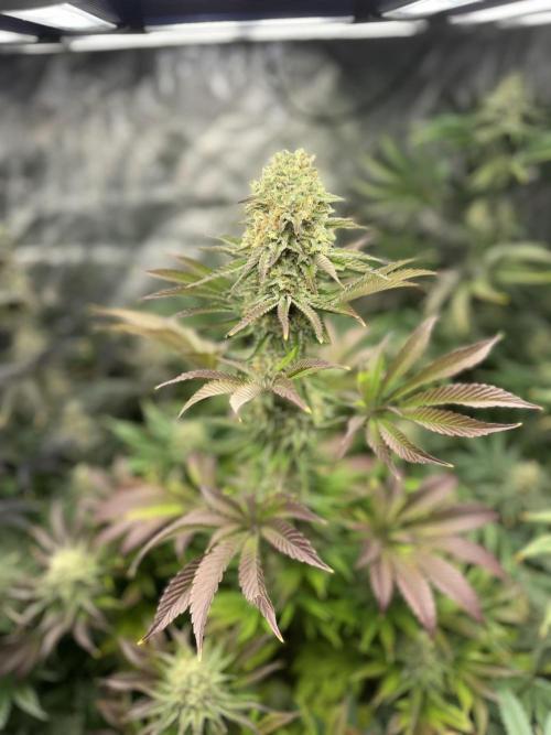 Seguimiento Royal Queen Seeds y Plagron. Week 11 - Isla Mirage