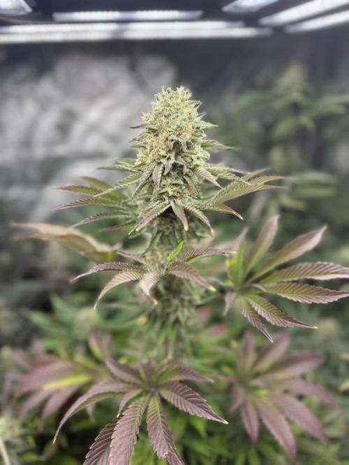Seguimiento Royal Queen Seeds y Plagron. Week 11 - Isla Mirage