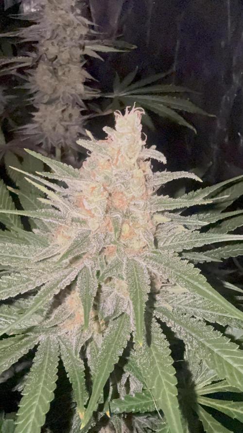 Seguimiento Royal Queen Seeds y Plagron. Week 11 - Purple Punch