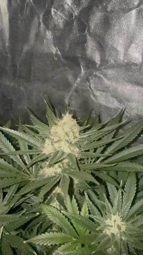 Seguimiento Royal Queen Seeds y Plagron. Week 11 - Purple Punch