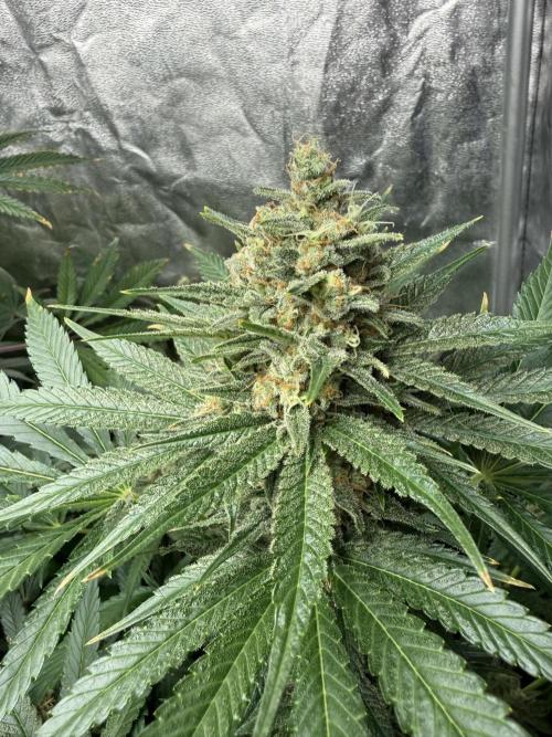 Seguimiento Royal Queen Seeds y Plagron. Week 11 - Purple Punch