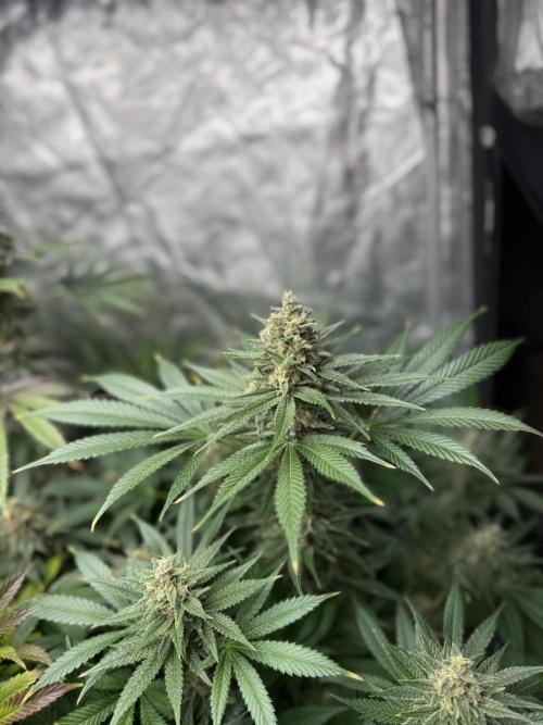 Seguimiento Royal Queen Seeds y Plagron. Week 11 - Purple Punch