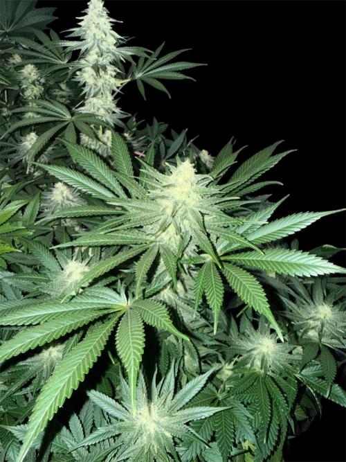 Seguimiento Royal Queen Seeds y Plagron. Week 11 - Purple Punch