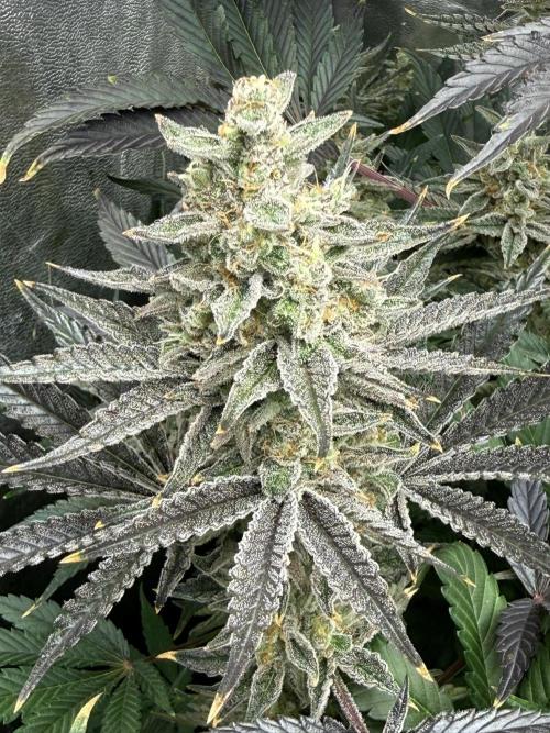 Seguimiento Royal Queen Seeds y Plagron. Week 11 - Sticky Queen