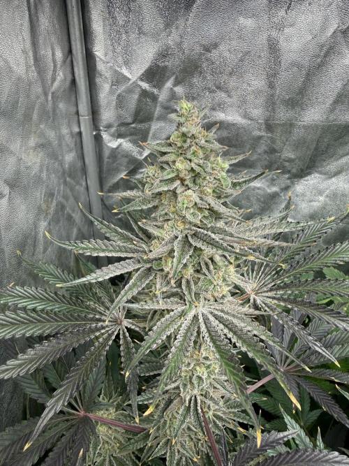 Seguimiento Royal Queen Seeds y Plagron. Week 11 - Sticky Queen
