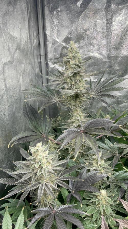 Seguimiento Royal Queen Seeds y Plagron. Week 11 - Sticky Queen
