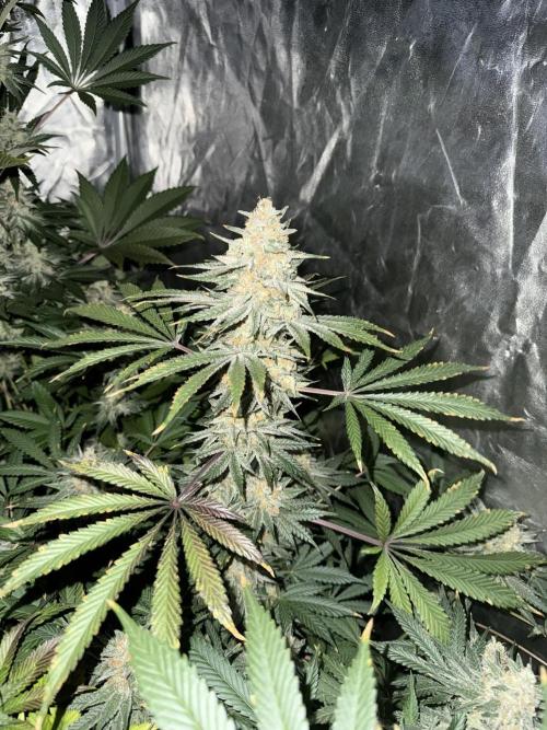 Seguimiento Royal Queen Seeds y Plagron. Week 11 - Sticky Queen