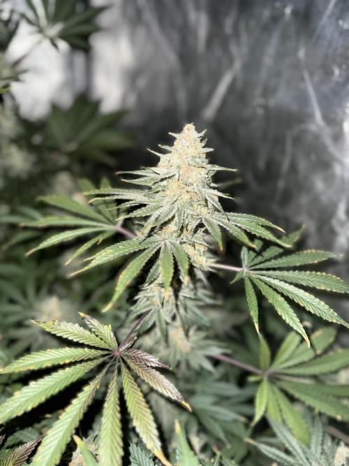 Seguimiento Royal Queen Seeds y Plagron. Week 11 - Sticky Queen