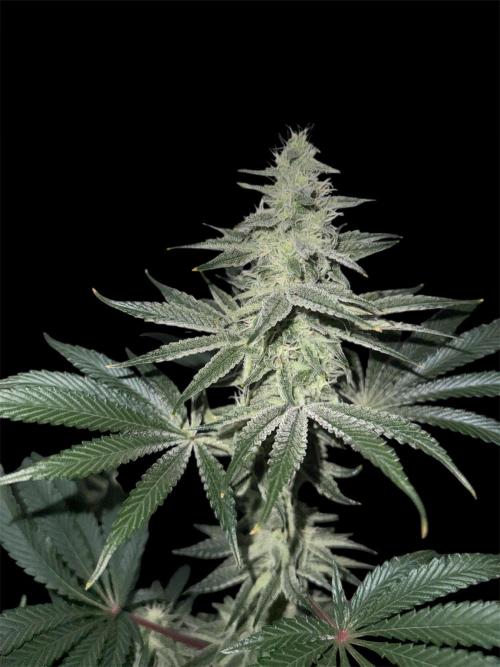 Seguimiento Royal Queen Seeds y Plagron. Week 11 - Sticky Queen