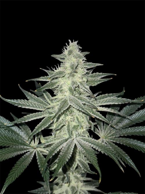 Seguimiento Royal Queen Seeds y Plagron. Week 11 - Sticky Queen