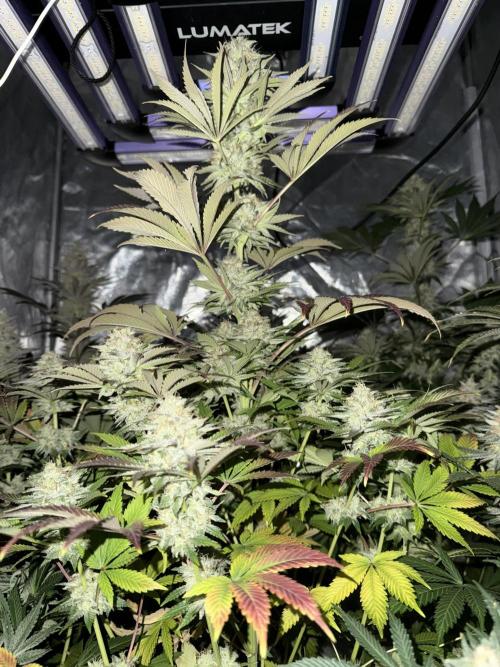 Seguimiento Royal Queen Seeds y Plagron. Week 12 - 1