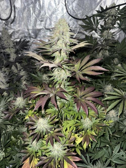 Seguimiento Royal Queen Seeds y Plagron. Week 12 - 1