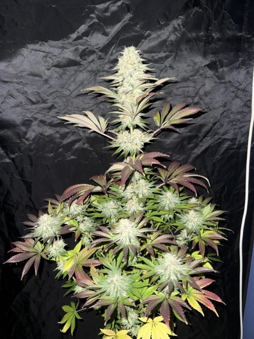 Seguimiento Royal Queen Seeds y Plagron. Week 12 - 1