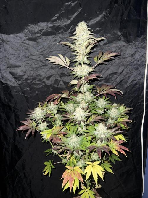 Seguimiento Royal Queen Seeds y Plagron. Week 12 - 1