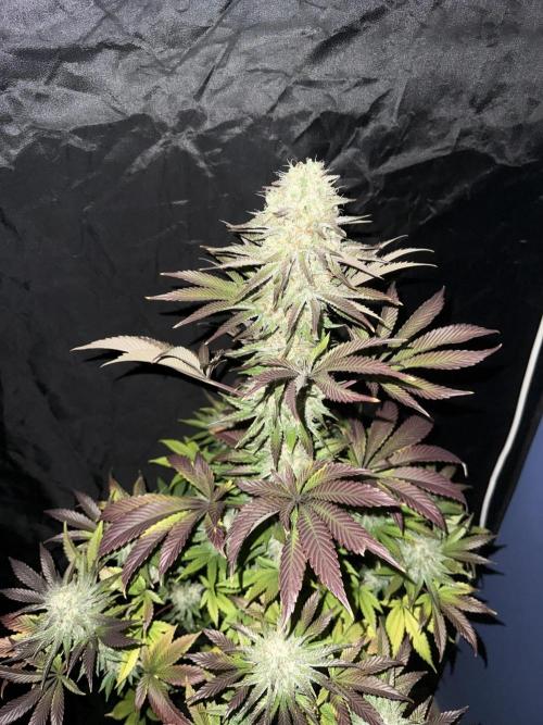 Seguimiento Royal Queen Seeds y Plagron. Week 12 - 1