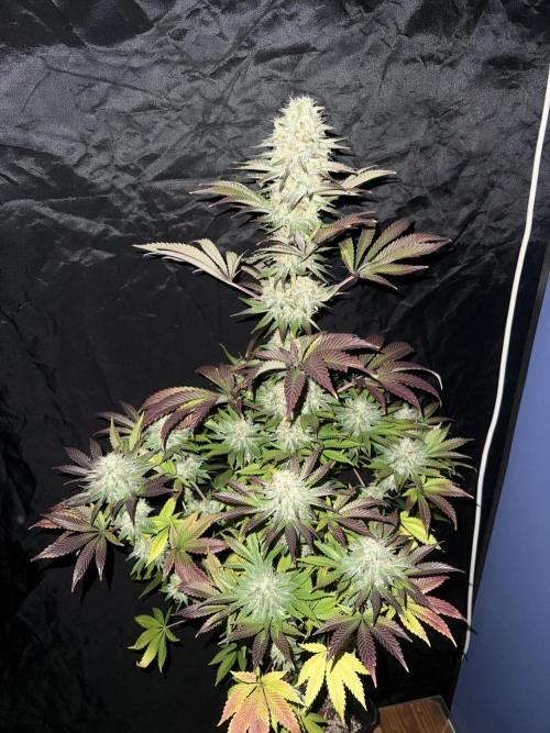 Seguimiento Royal Queen Seeds y Plagron. Week 12 - 1