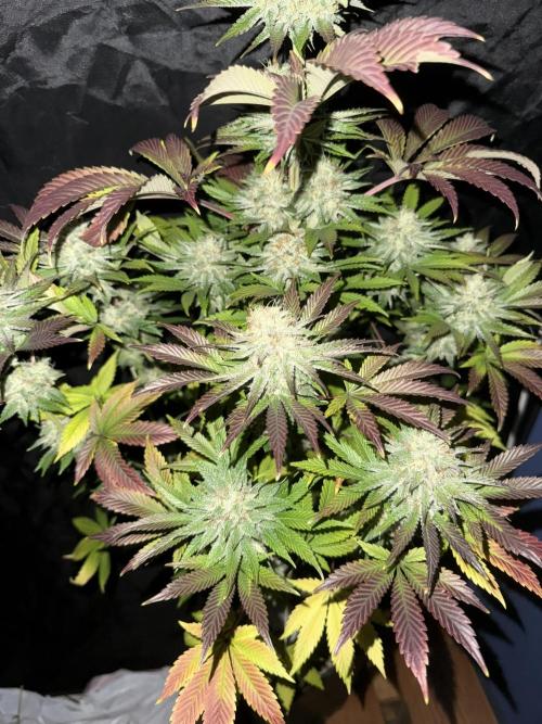Seguimiento Royal Queen Seeds y Plagron. Week 12 - 1
