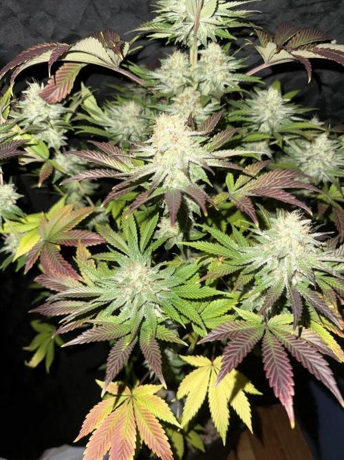 Seguimiento Royal Queen Seeds y Plagron. Week 12 - 1