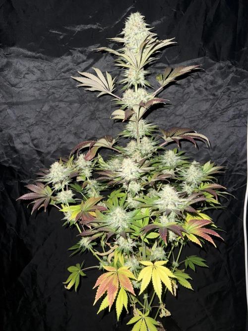 Seguimiento Royal Queen Seeds y Plagron. Week 12 - 1