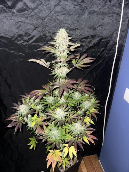 Seguimiento Royal Queen Seeds y Plagron. Week 12 - 1