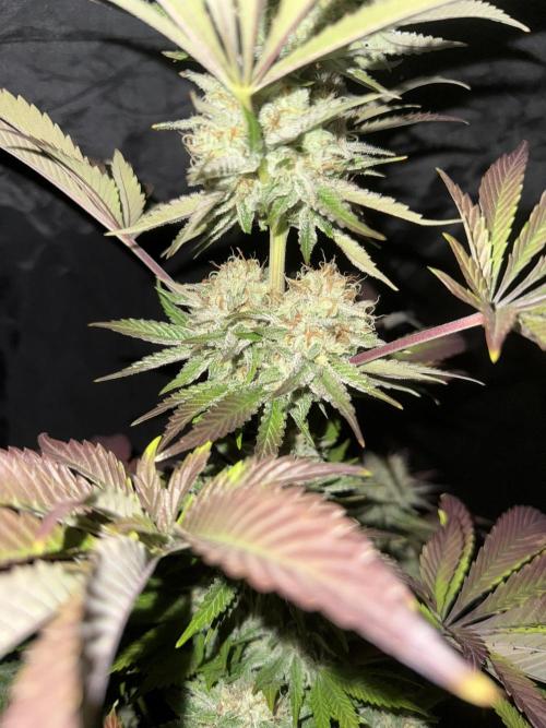 Seguimiento Royal Queen Seeds y Plagron. Week 12 - 1
