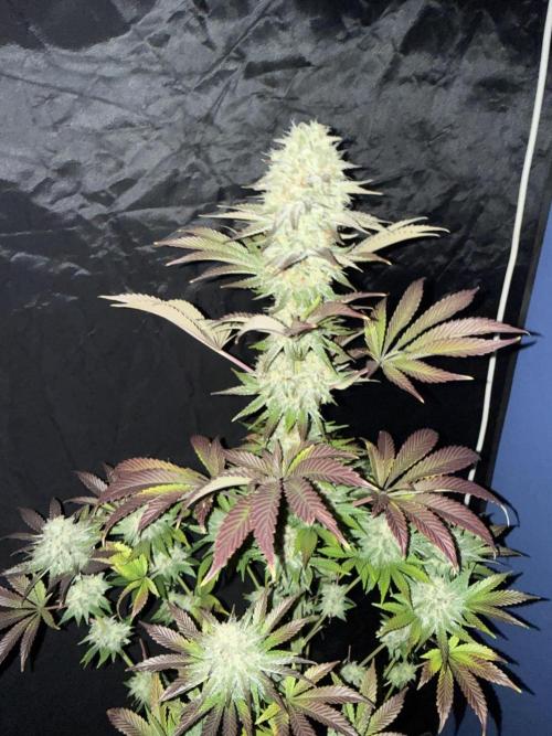 Seguimiento Royal Queen Seeds y Plagron. Week 12 - 1
