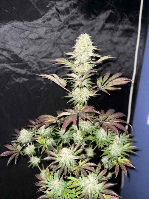 Seguimiento Royal Queen Seeds y Plagron. Week 12 - 1