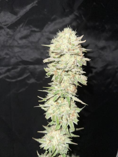 Seguimiento Royal Queen Seeds y Plagron. Week 12 - 1