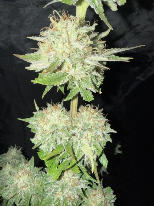 Seguimiento Royal Queen Seeds y Plagron. Week 12 - 1