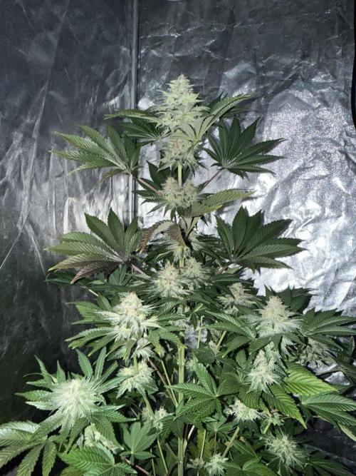 Seguimiento Royal Queen Seeds y Plagron. Week 12 - 2
