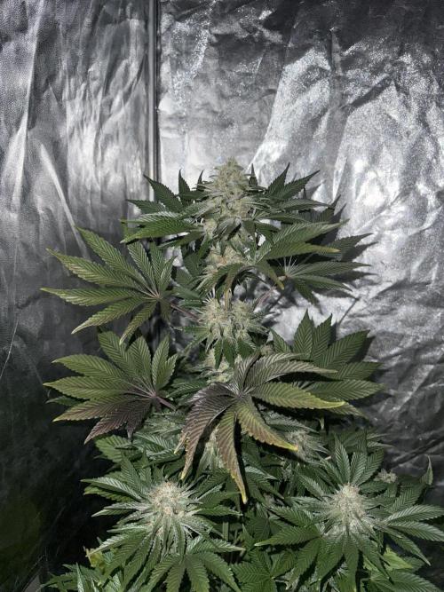 Seguimiento Royal Queen Seeds y Plagron. Week 12 - 2
