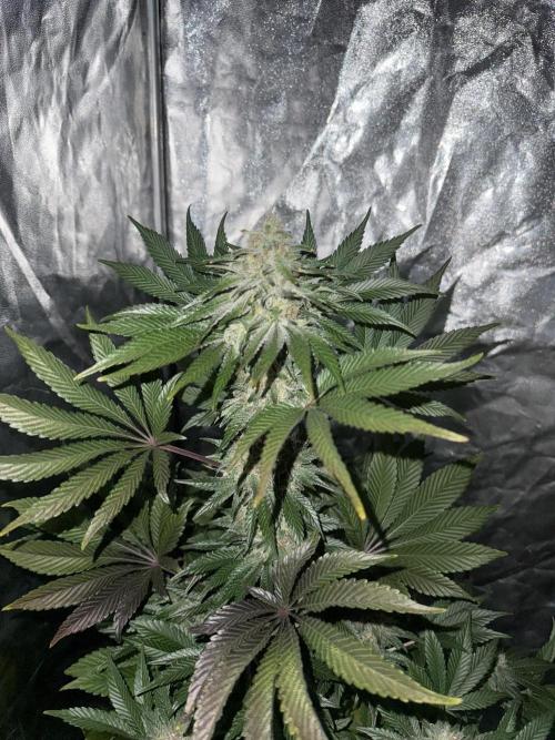 Seguimiento Royal Queen Seeds y Plagron. Week 12 - 2