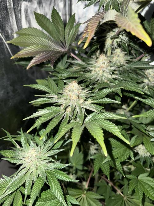Seguimiento Royal Queen Seeds y Plagron. Week 12 - 2