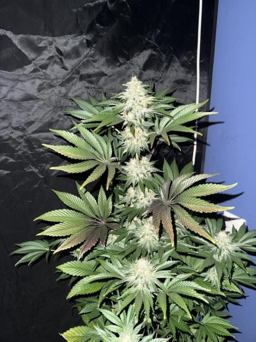 Seguimiento Royal Queen Seeds y Plagron. Week 12 - 2