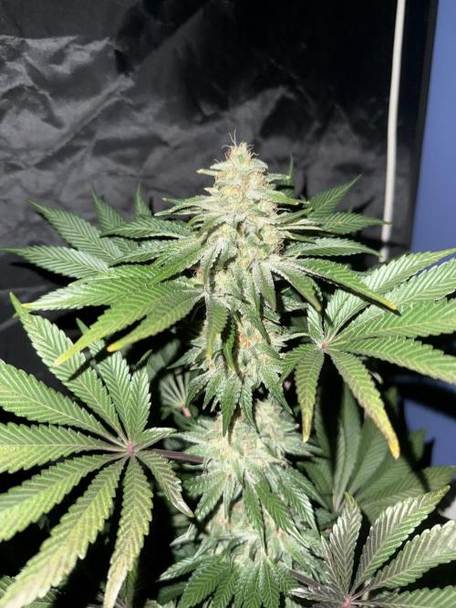 Seguimiento Royal Queen Seeds y Plagron. Week 12 - 2