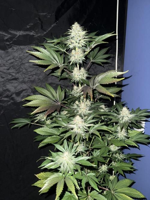 Seguimiento Royal Queen Seeds y Plagron. Week 12 - 2