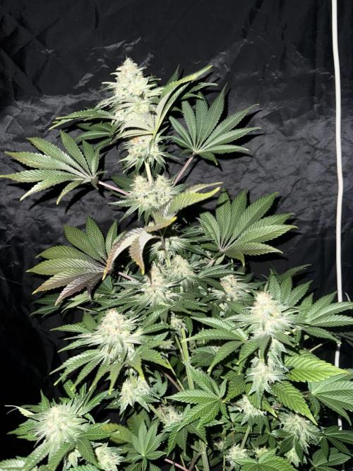 Seguimiento Royal Queen Seeds y Plagron. Week 12 - 2